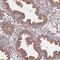 Formin Binding Protein 1 Like antibody, HPA065273, Atlas Antibodies, Immunohistochemistry frozen image 