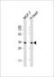 Glycerol-3-Phosphate Dehydrogenase 1 Like antibody, 55-370, ProSci, Western Blot image 