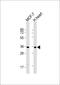 Glycerol-3-phosphate dehydrogenase 1-like protein antibody, 55-370, ProSci, Western Blot image 