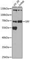 Serum Response Factor antibody, 23-139, ProSci, Western Blot image 