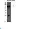 Pro-interleukin-16 antibody, LS-C813881, Lifespan Biosciences, Western Blot image 
