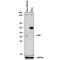 Adenosine Deaminase antibody, AF7048, R&D Systems, Western Blot image 