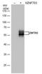 Zinc Finger Protein 703 antibody, MA5-27852, Invitrogen Antibodies, Western Blot image 