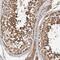 E3 ubiquitin-protein ligase RNF19A antibody, HPA023652, Atlas Antibodies, Immunohistochemistry frozen image 