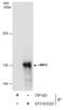 Nuclear Factor, Erythroid 2 Like 2 antibody, GTX103322, GeneTex, Immunoprecipitation image 