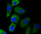 Egl-9 Family Hypoxia Inducible Factor 2 antibody, 14-021, ProSci, Immunofluorescence image 