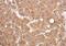 Peroxisomal Biogenesis Factor 5 antibody, PA5-29047, Invitrogen Antibodies, Immunohistochemistry paraffin image 