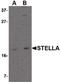 Developmental Pluripotency Associated 3 antibody, PA5-20578, Invitrogen Antibodies, Western Blot image 