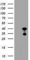 Proline Rich 11 antibody, TA800541BM, Origene, Western Blot image 