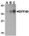 DFF40/CAD antibody, ADI-905-201-100, Enzo Life Sciences, Western Blot image 