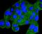 Protein Kinase AMP-Activated Catalytic Subunit Alpha 1 antibody, NBP2-67805, Novus Biologicals, Immunofluorescence image 