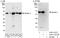 ATL3 antibody, A303-312A, Bethyl Labs, Immunoprecipitation image 