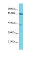 Vacuolar Protein Sorting 45 Homolog antibody, orb330676, Biorbyt, Western Blot image 