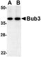 BUB3 Mitotic Checkpoint Protein antibody, NBP1-76796, Novus Biologicals, Western Blot image 