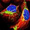 TRNA Phosphotransferase 1 antibody, NBP2-32642, Novus Biologicals, Immunofluorescence image 