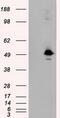 MTOR Associated Protein, Eak-7 Homolog antibody, GTX84263, GeneTex, Western Blot image 