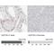 SPT5 Homolog, DSIF Elongation Factor Subunit antibody, NBP1-83508, Novus Biologicals, Immunohistochemistry paraffin image 