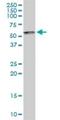 SP100 Nuclear Antigen antibody, H00006672-D01P, Novus Biologicals, Western Blot image 