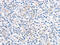 Left-Right Determination Factor 2 antibody, CSB-PA992989, Cusabio, Immunohistochemistry paraffin image 