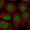 Proline Rich 14 Like antibody, HPA062645, Atlas Antibodies, Immunofluorescence image 