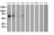 ADP Ribosylation Factor GTPase Activating Protein 1 antibody, LS-C172815, Lifespan Biosciences, Western Blot image 