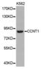 Cyclin T1 antibody, abx001674, Abbexa, Western Blot image 