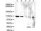 ATPase Family AAA Domain Containing 5 antibody, PA1-31987, Invitrogen Antibodies, Western Blot image 