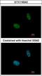 N-Acetylneuraminate Synthase antibody, GTX118242, GeneTex, Immunocytochemistry image 