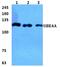 Ubiquitination Factor E4A antibody, PA5-75578, Invitrogen Antibodies, Western Blot image 