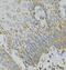 Guanine nucleotide-binding protein G(o) subunit alpha antibody, FNab03534, FineTest, Immunohistochemistry frozen image 