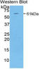 Thrombospondin 4 antibody, LS-C302516, Lifespan Biosciences, Western Blot image 