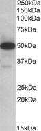 POU domain class 2-associating factor 1 antibody, 42-373, ProSci, Western Blot image 