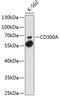 CD300a Molecule antibody, 13-367, ProSci, Western Blot image 