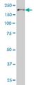 DNA polymerase alpha catalytic subunit antibody, H00005422-M01, Novus Biologicals, Western Blot image 