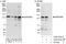 Zinc Finger Protein 280D antibody, A303-232A, Bethyl Labs, Western Blot image 