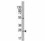 CD8b Molecule antibody, F43819-0.4ML, NSJ Bioreagents, Western Blot image 