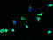 Tissue Specific Transplantation Antigen P35B antibody, LS-C211694, Lifespan Biosciences, Immunofluorescence image 