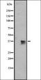 Olfactory Receptor Family 1 Subfamily J Member 2 antibody, orb335651, Biorbyt, Western Blot image 