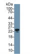 Apolipoprotein M antibody, MBS2002643, MyBioSource, Western Blot image 