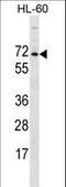 2-Phosphoxylose Phosphatase 1 antibody, LS-C155962, Lifespan Biosciences, Western Blot image 