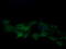 Kallikrein Related Peptidase 8 antibody, LS-C174593, Lifespan Biosciences, Immunofluorescence image 