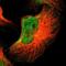 Forkhead Box N2 antibody, NBP1-83153, Novus Biologicals, Immunofluorescence image 