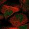 Trafficking Protein Particle Complex 12 antibody, NBP1-84500, Novus Biologicals, Immunocytochemistry image 