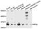 Ribose 5-Phosphate Isomerase A antibody, A8867, ABclonal Technology, Western Blot image 