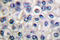 SRC-1 antibody, LS-C176214, Lifespan Biosciences, Immunohistochemistry frozen image 