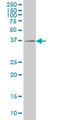 Ras-related protein Rab-36 antibody, LS-C133596, Lifespan Biosciences, Western Blot image 