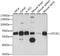 General Transcription Factor IIE Subunit 1 antibody, A15275, ABclonal Technology, Western Blot image 