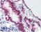 TIA1 Cytotoxic Granule Associated RNA Binding Protein antibody, LS-B3950, Lifespan Biosciences, Immunohistochemistry paraffin image 