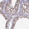 Mortality Factor 4 Like 1 antibody, NBP1-84937, Novus Biologicals, Immunohistochemistry frozen image 