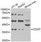 CD207 Molecule antibody, abx005029, Abbexa, Western Blot image 